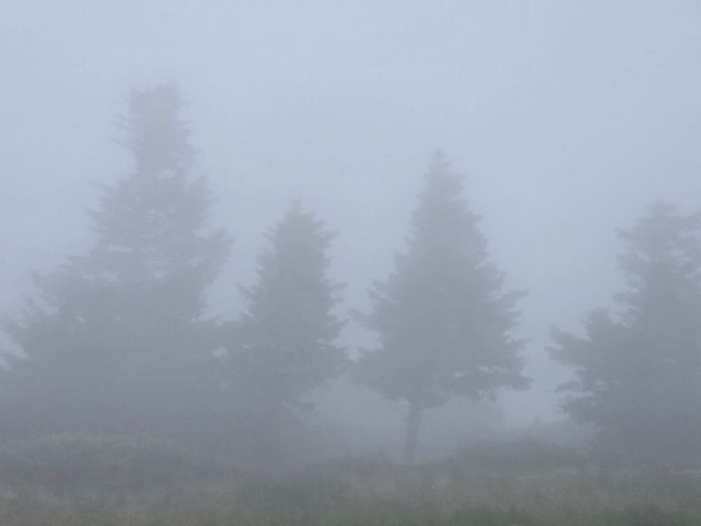 A line of spruce lies barely-visible in the clouds on Roan bald