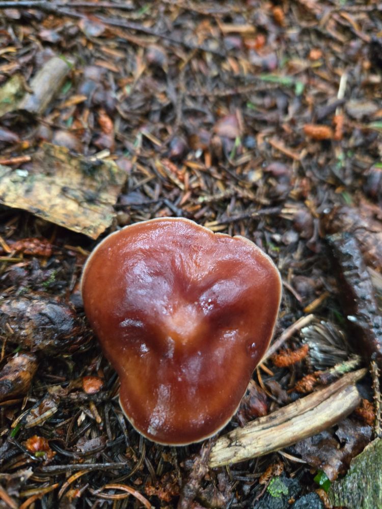 A chestnut brown mushroom as seen from above imposed over a dark brown forest floor covered with spruce needles and twigs
