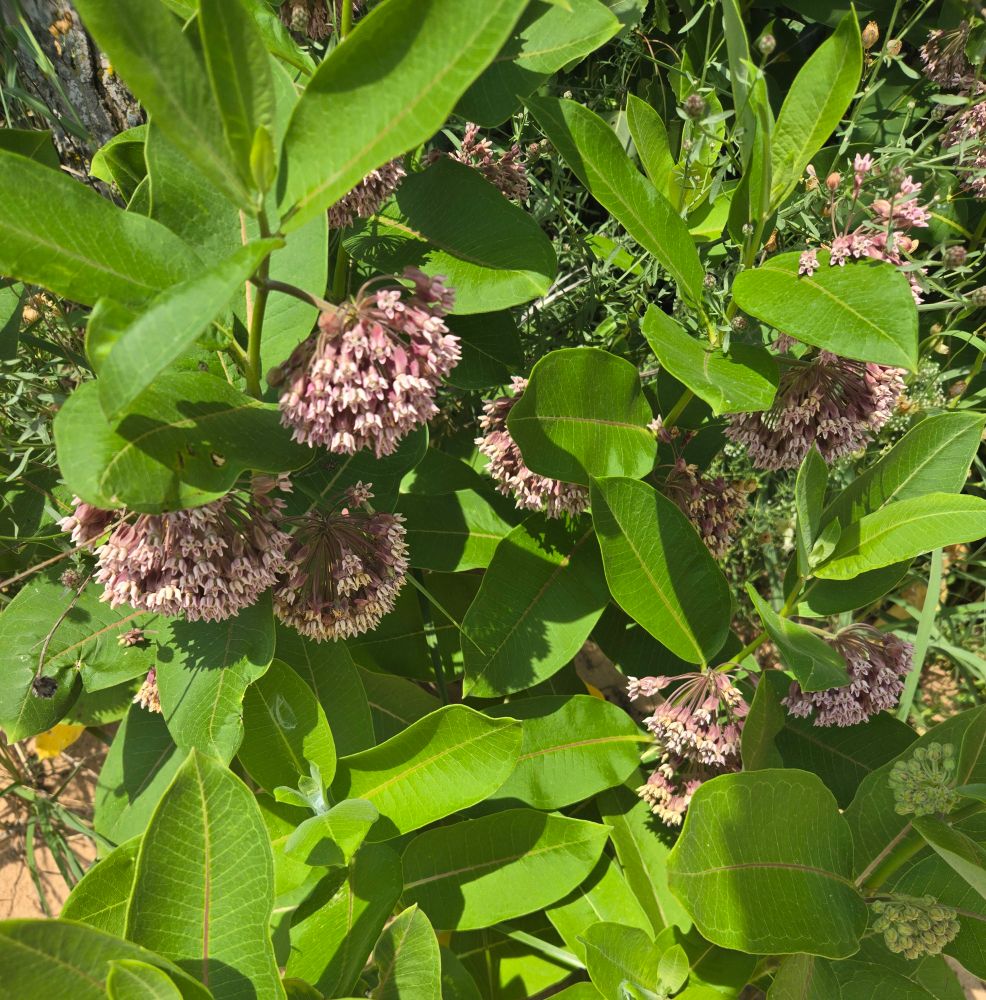 Pale pink milkweed flowers blossom amongst broad green leaves