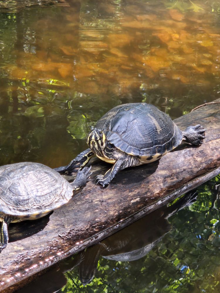 Two turtles sit on a log floating over the water. The turtle in the back is fully stretched out in fall sunlight