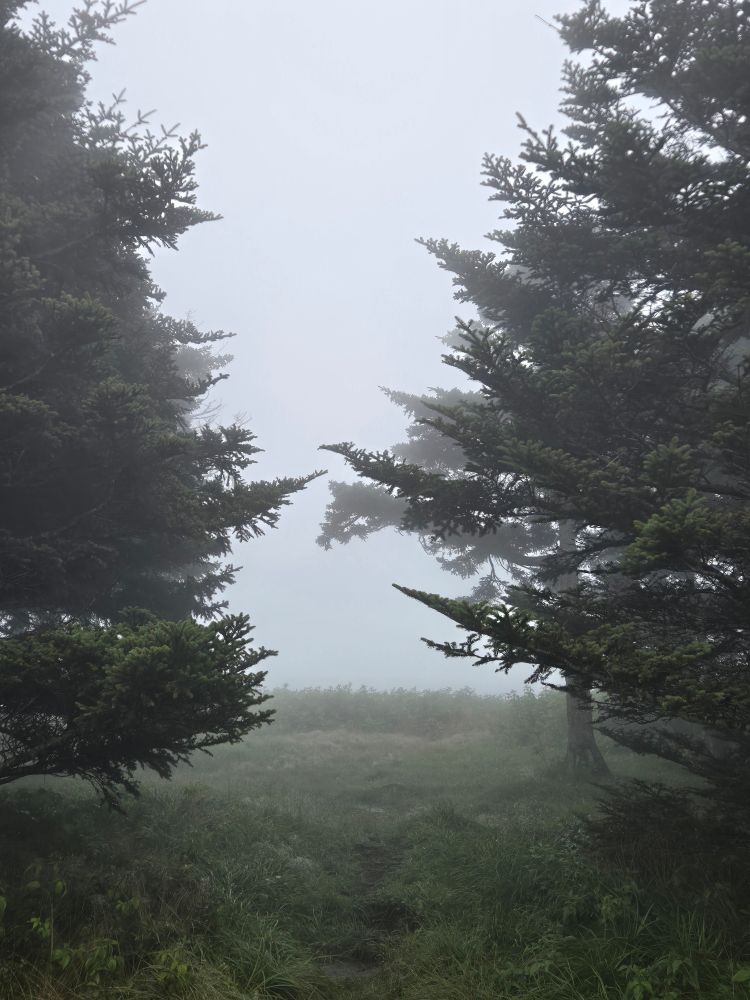 Spruce line a trail thay appears to lead to the edge of a cliff and clouds