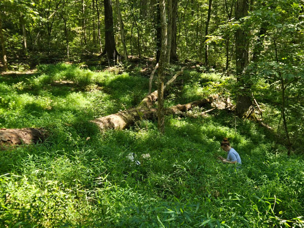 A woman kneels down in the middle of a forest among a large population of invasive stilt grass. A large log and dappled sunlight lies on the the forest floor