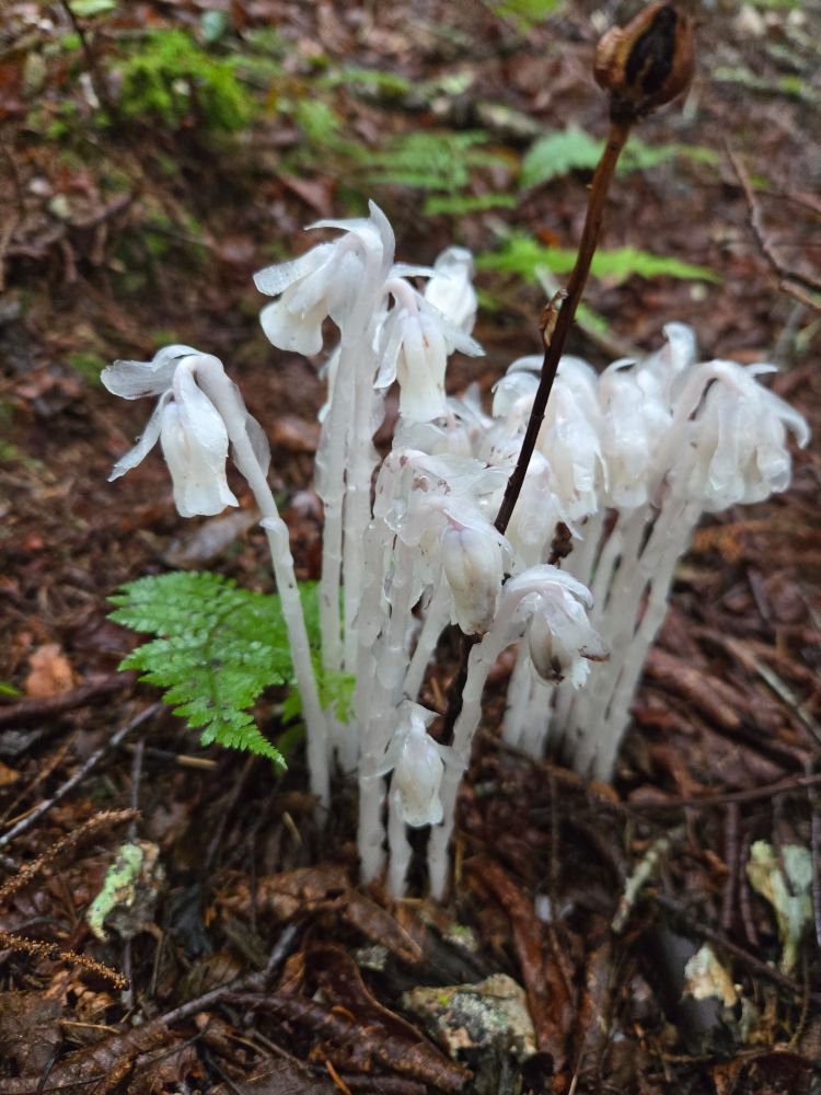 White ghost pipes (a parasitic plant) burst forth from the dark brown forest floor