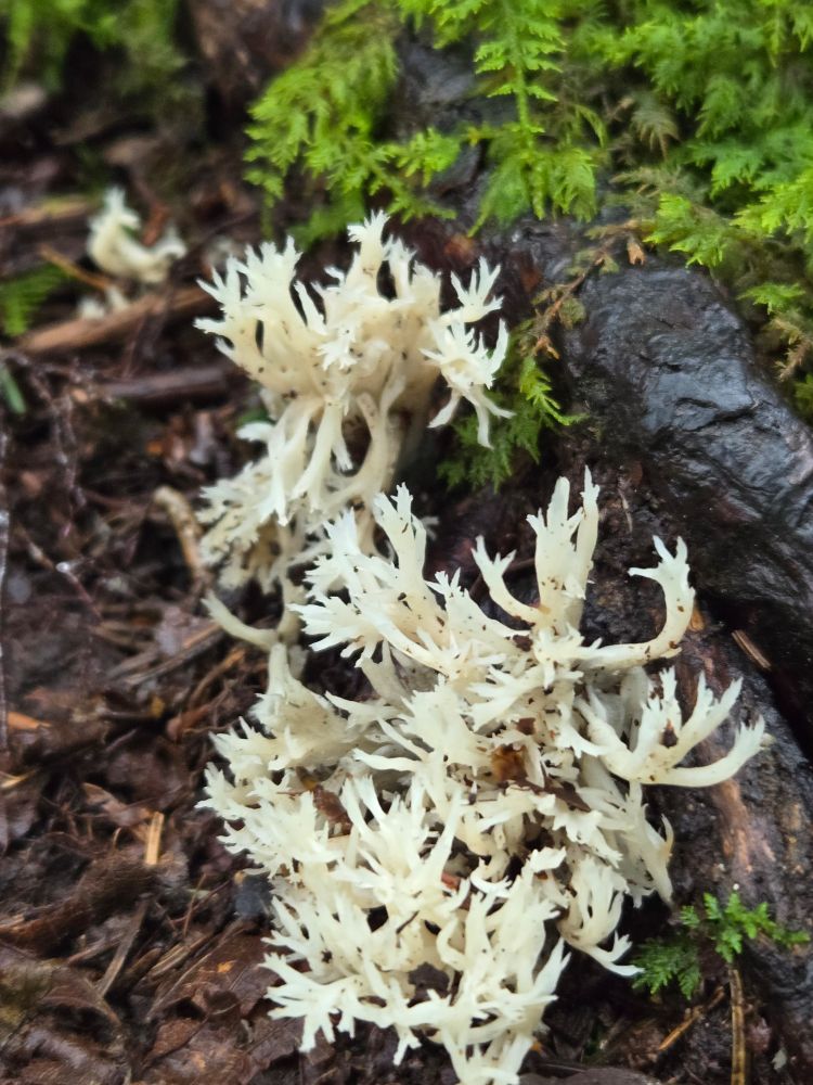 Filamentous white coral fungi reach up to the sky from beneath the root of a spruce tree. Moss and dark brown soil can be seen in the background