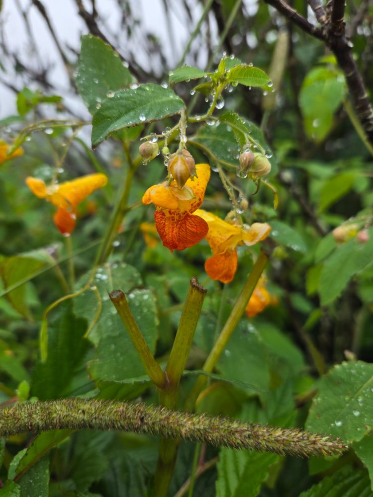 Flowers with a gradient of red, orange, and yellow petals hang in front of greenery with clouds and fog in the background