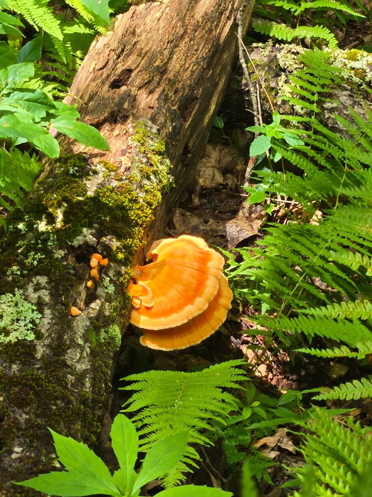 Bright orange and yellow, umbrella-shaped chicken of the woods fungus grows out the side of a log on the forest floor surrounded by bright green ferns and forbs