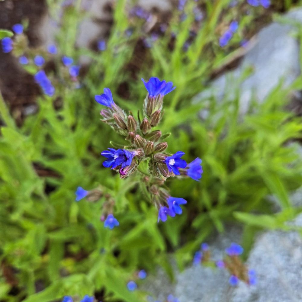 Bright blue-purple flowers open in the foreground with blurry leaves and stones behind