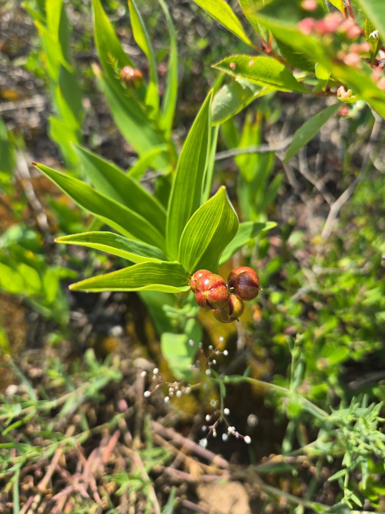Bright red and yellow fruit hang down below bright green leaves amongst a background of various plants