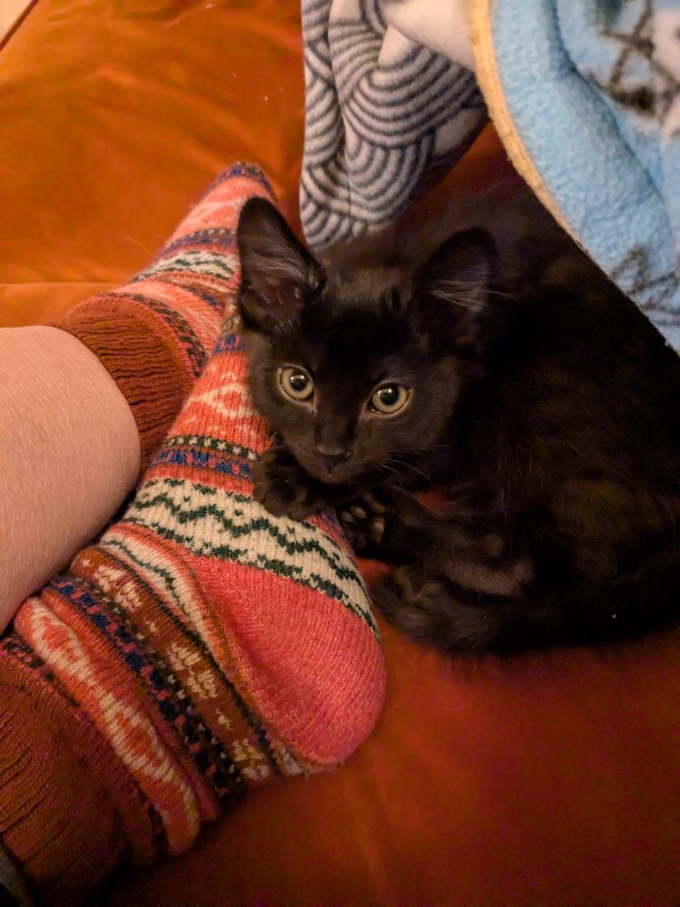 A tiny black kitten is curled up next to a person's pink Nordic stockinged foot 