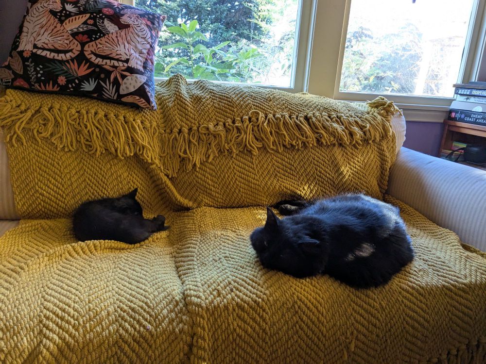 Two black cats, one big and one tiny, are curled up on opposite ends of a sofa covered in a mustard yellow woven afghan 