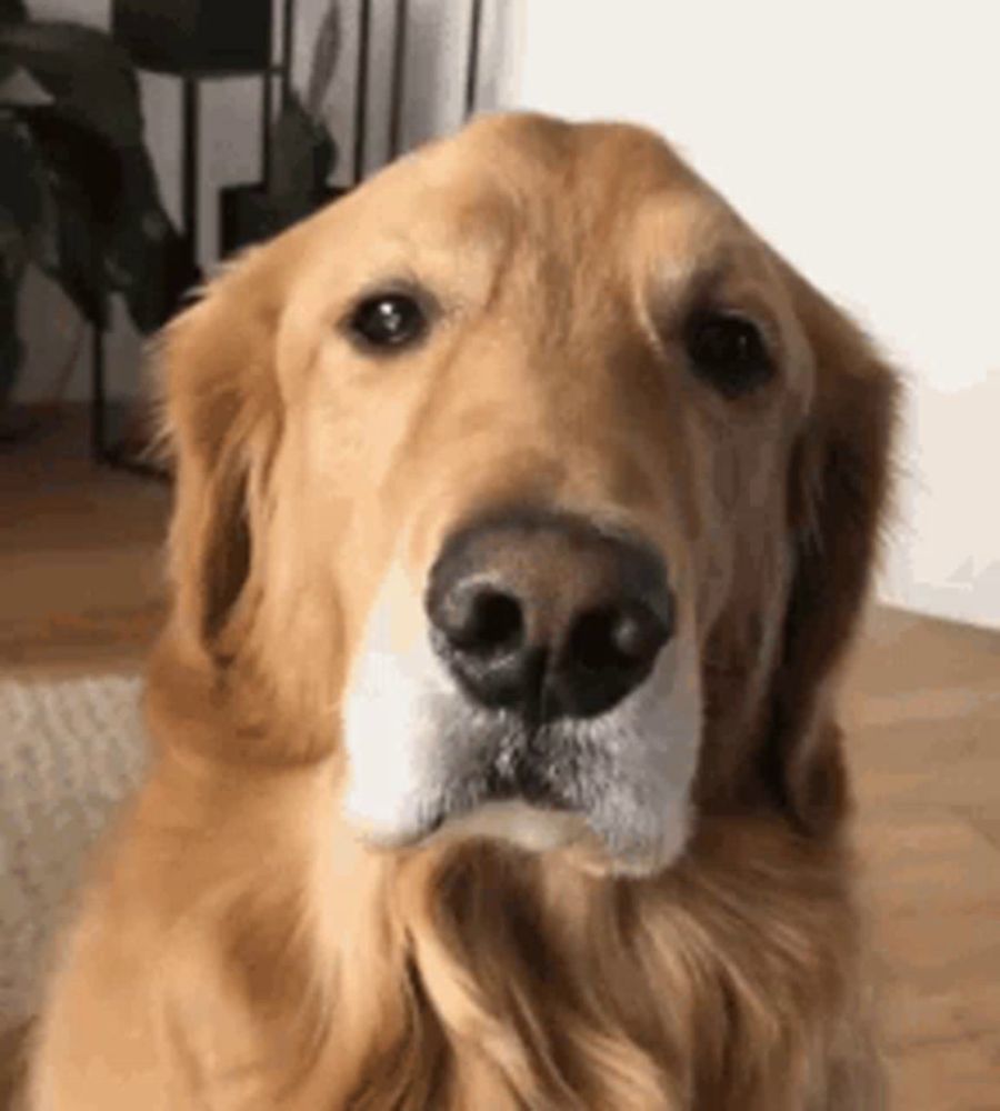 a close up of a dog 's face looking at the camera in a living room .