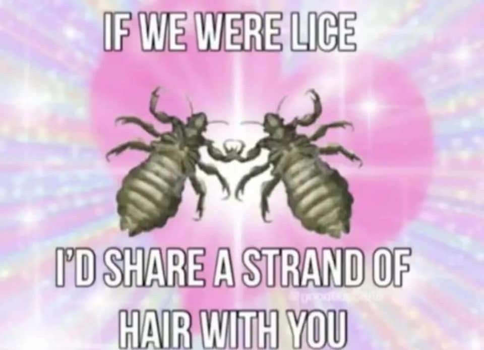 two lice bugs with a heart with the text
"IF WE WERE LICE
I'D SHARE A STRAND OF HAIR WITH YOU"