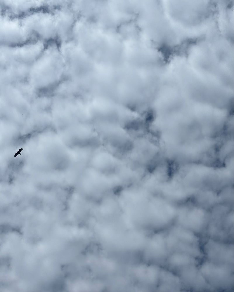 Tiny bird silhouette in front of clouds. This will never get old.