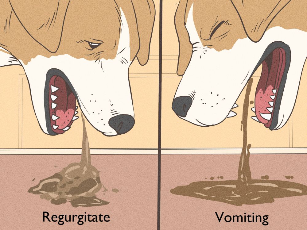 Wikihow illustrations of dog regurgitating & dog vomiting