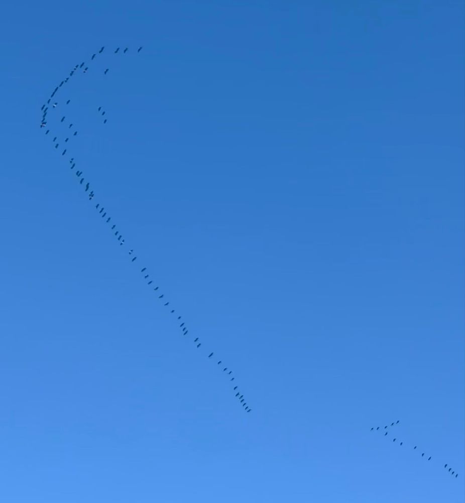 Geese flying against blue sky