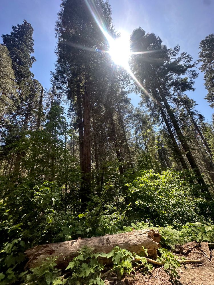 Sequoia National Park