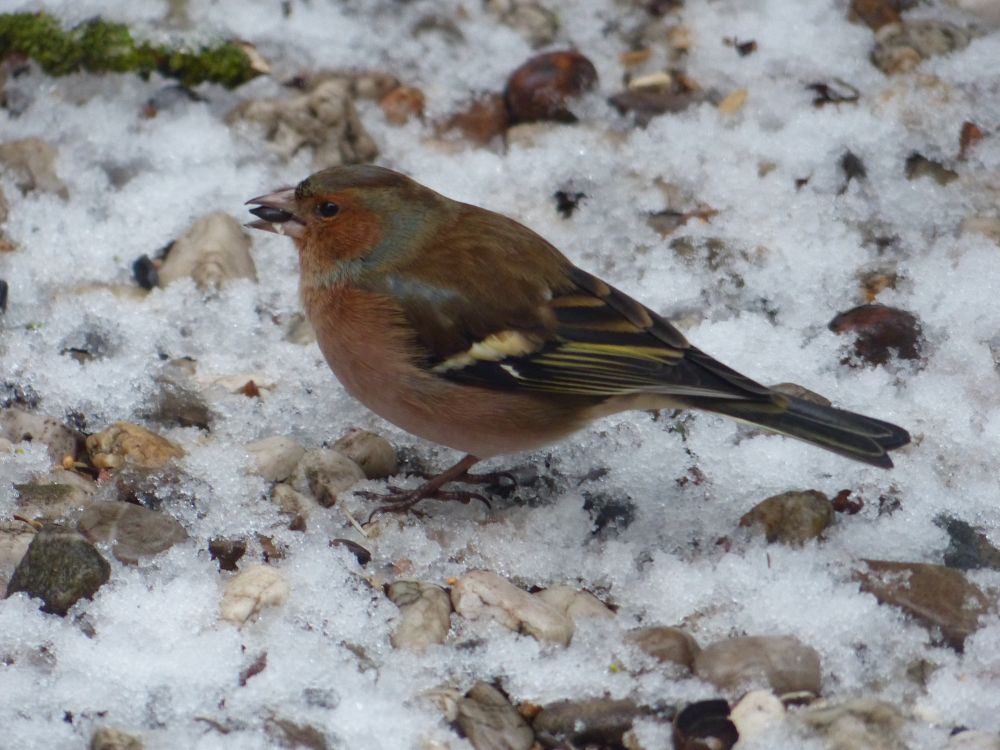 Vink in de sneeuw