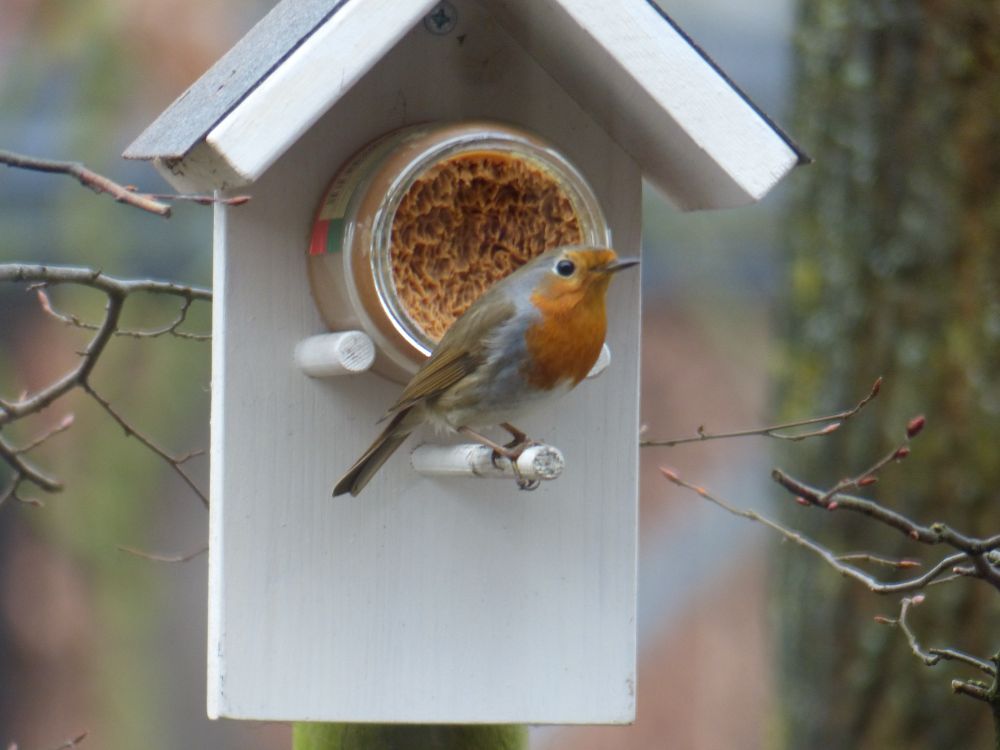 Roodborstje bij pindakaas