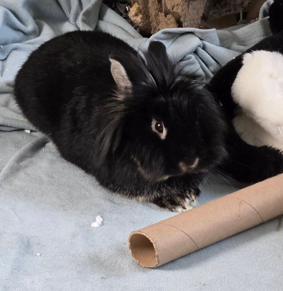 Black lionhead rabbit chilling in his run