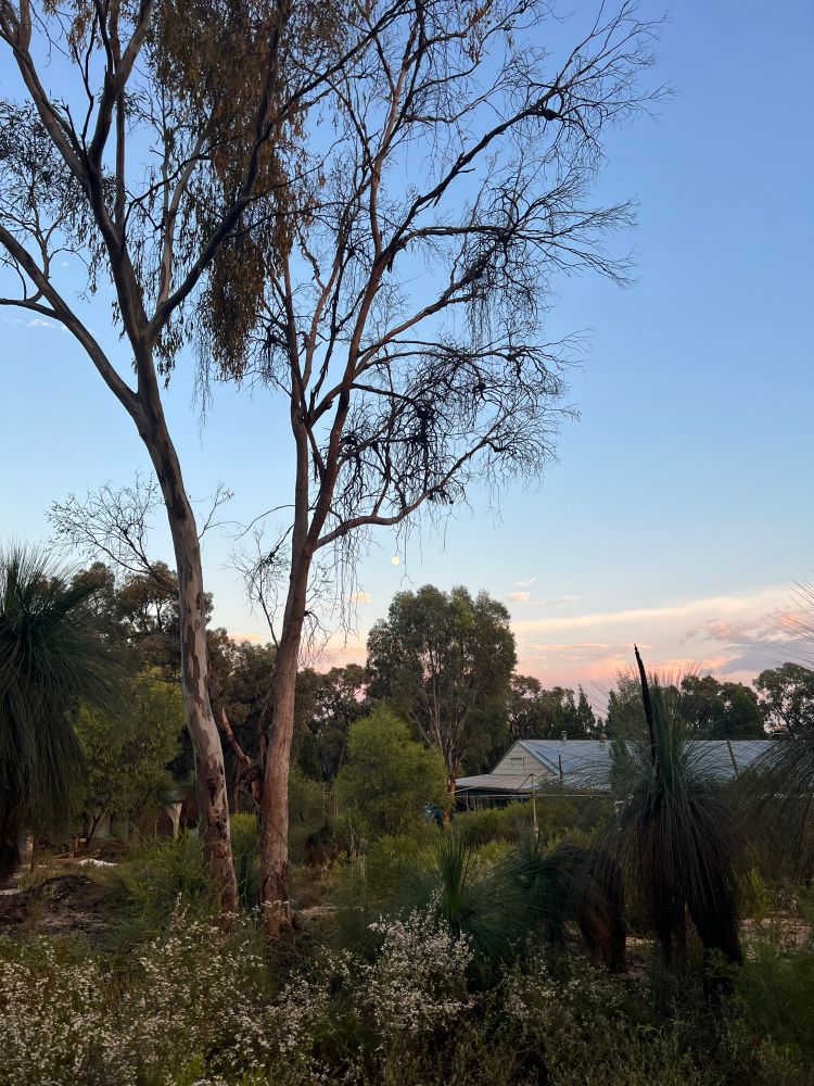 View through Australian wildflowers over a metal house roof to pink clouds and a large almost full moon 