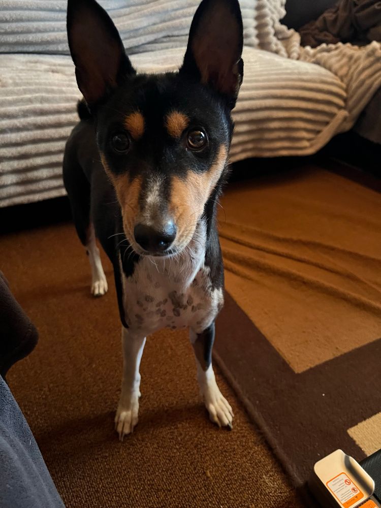 A tricoloured basenji with a demented look in his eye, looks into the camera