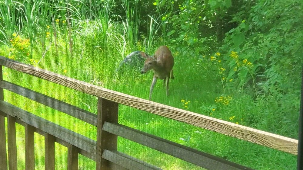 Youngish deer amid lush greenery