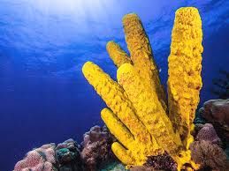 A bright yellow sponge consisting of multiple tubular towers. It does not look like SpongeBob at all
