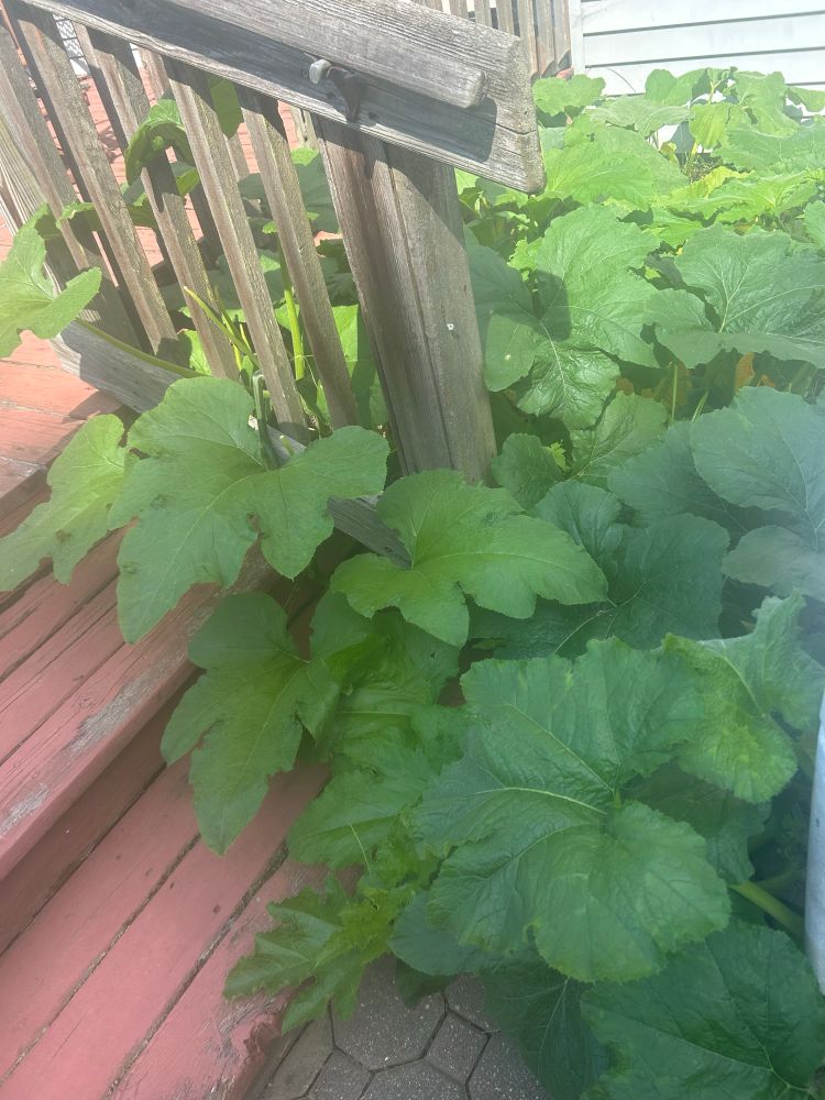 A pumpkin patch next to wooden stairs 