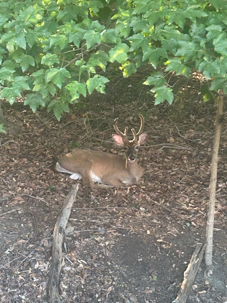 A young deer with his first antlers. 