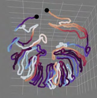 3D-reconstructed seminiferous tubules from serial testis sections