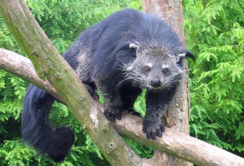 binturong :)