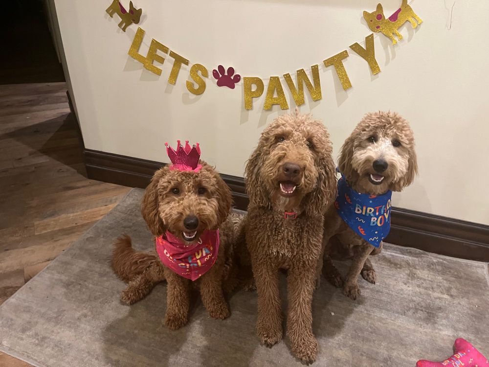 Willow the Goldendoodle with her mother Lucy (middle) and brother Charlie (right) on her birthday. She is incredible, trust me. 