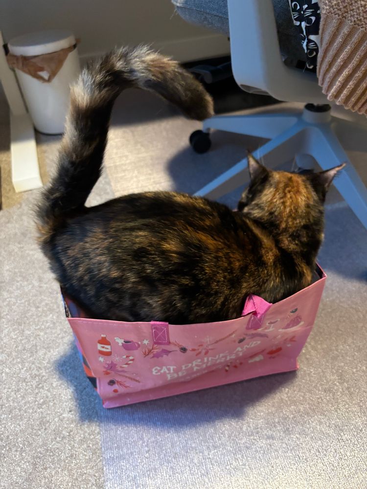 Minnie the tortoiseshell calico cat in a trader joe's bag, looking the other way