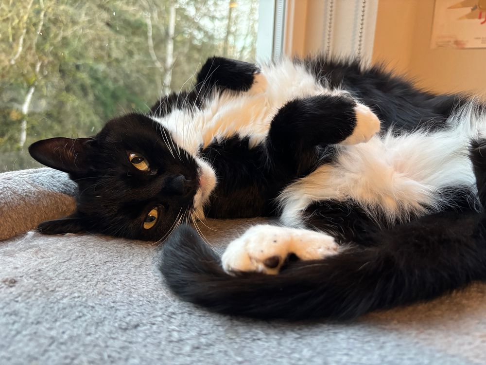 moxie my tuxedo cat paws up and tummy up lying down