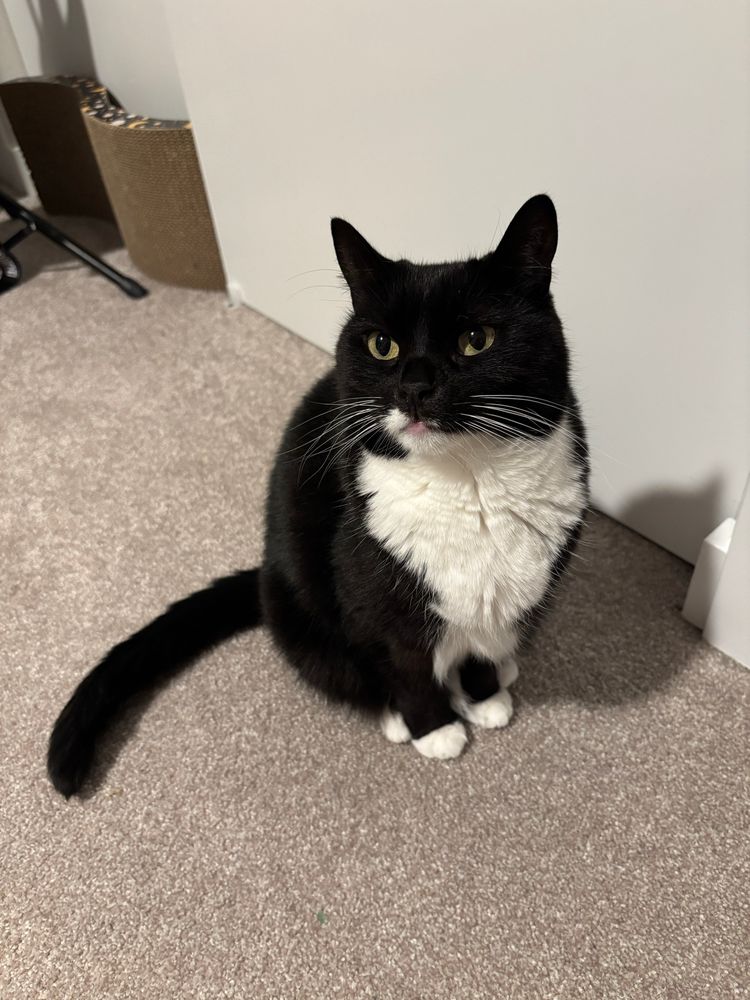 Moxie looking to the left