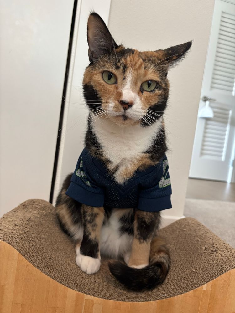 Minnie wearing a Seahawks 12 jersey