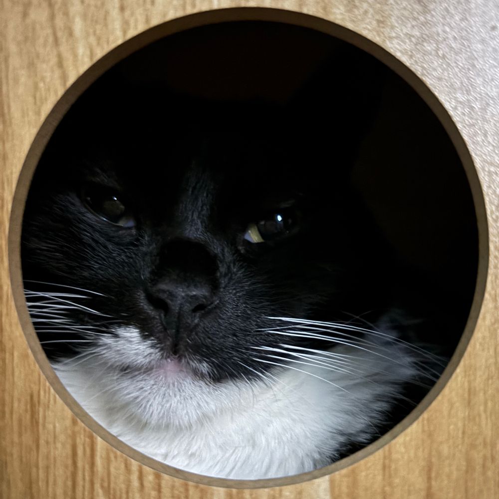 Moxie the tuxedo cat in a cat cubby with a round opening for her to look out of