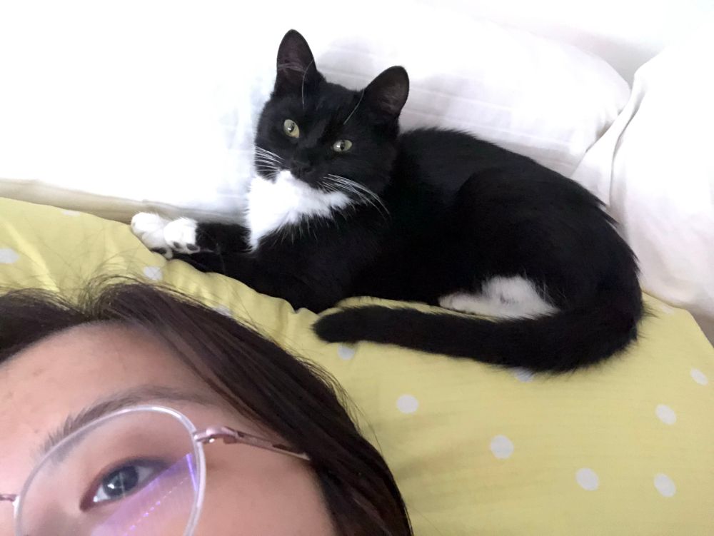 8 month old Moxie on top of my pillow