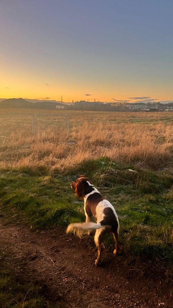Bandit spaniel on a field with a sunset coming in. The light is beautiful on a cold January day 