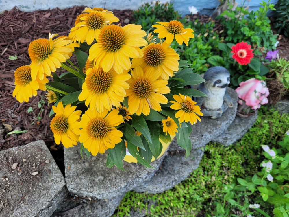 Pretty yellow cone flowers and a sloth 🦥 pre planting 