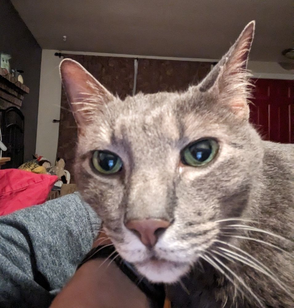 Extreme close-up of a green-eyed gray cat with a white chin looking at the camera. Owner's arm crosses left-side of background.