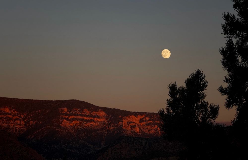 Sunset on the red rocks. Moon rising. Pine tree in the foreground. 