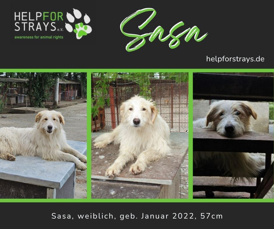 Steckbrief von Sasa.
Drei Fotos nebeneinander mit Sasa.
Weiße Zottelhündin.
Oben links unser Helpforstrays-Logo 