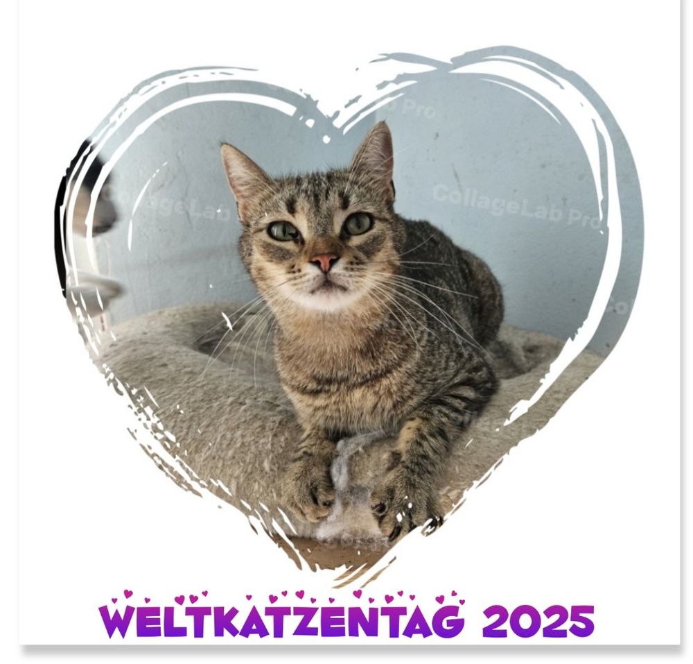 Der getigerte Kater Henry in einem Herzausschnitt.
Darunter in lila Schrift "Weltkatzentag 2025".