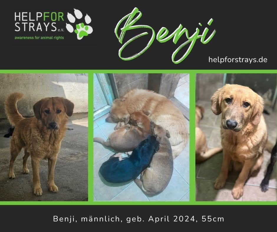Drei Fotos von Benji nebeneinander.
Ein großer gelber Retrivermix.
Oben links das Help for strays-Logo. Zwei Pfoten
Schriftzug Benji