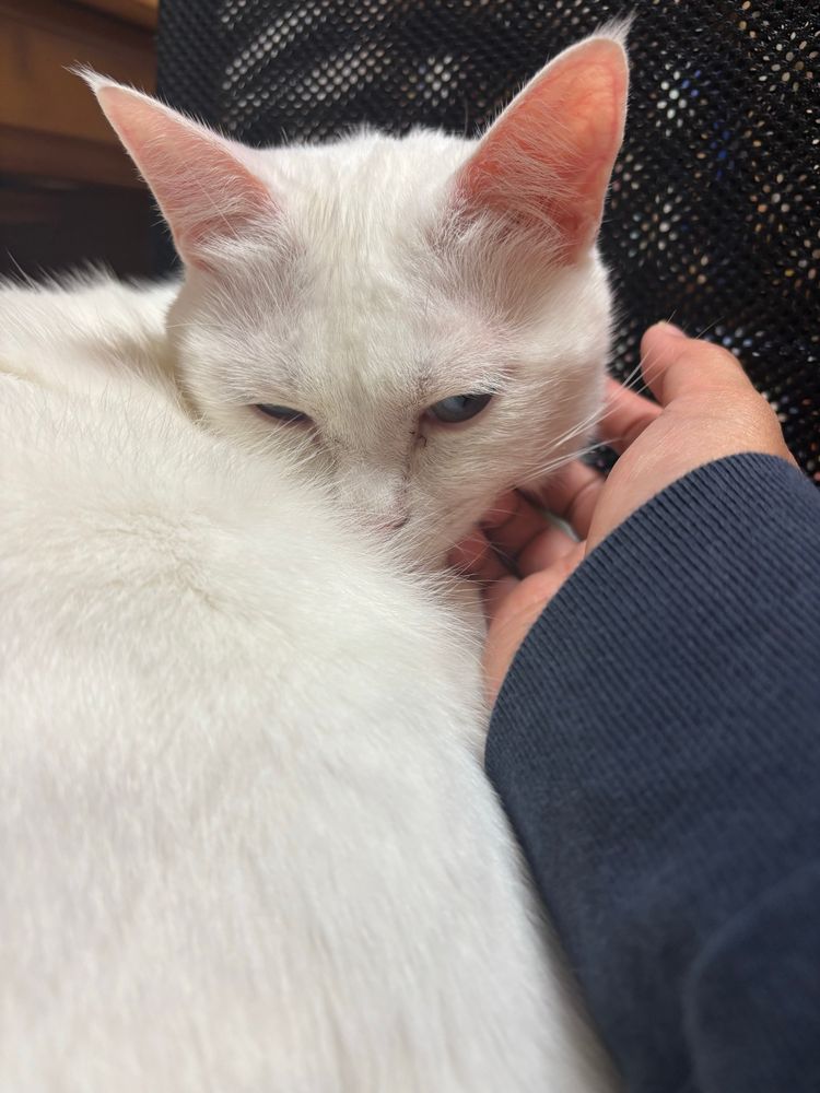 白猫を撫でている写真