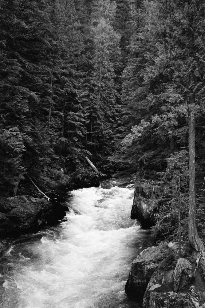 Thick trees surrounding a rushing current. Ilford HP5+ at 1600 ISO, XT-3 1+1