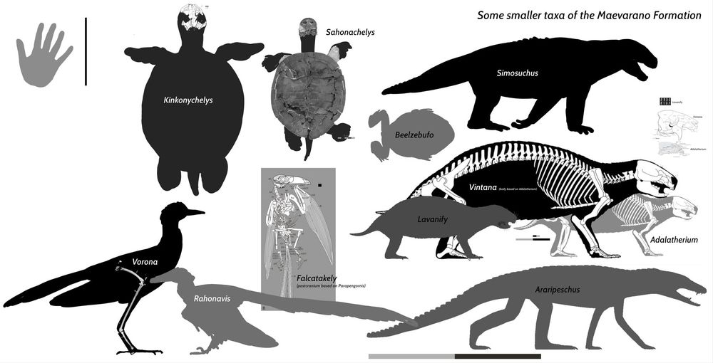 Diagrama esquelético animais pequenos Formação Maevarano - Joschua Knüppe