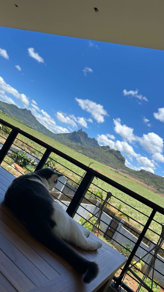 Scenic view of Mauritius mountains with a cat in the foreground 