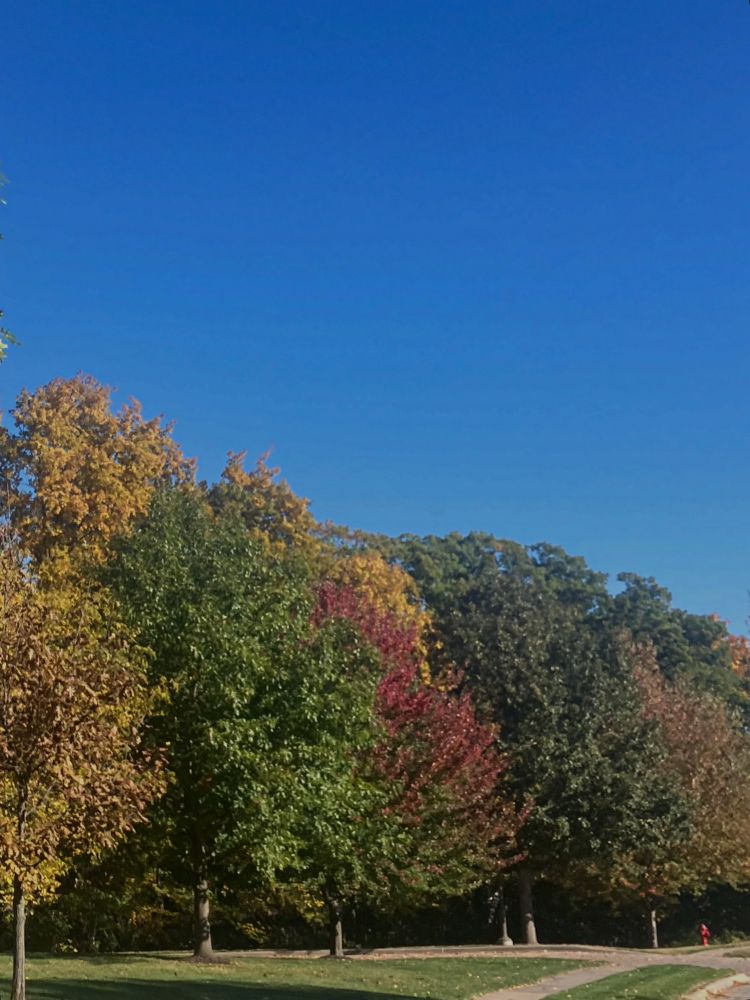 some trees changing colors along my walk 